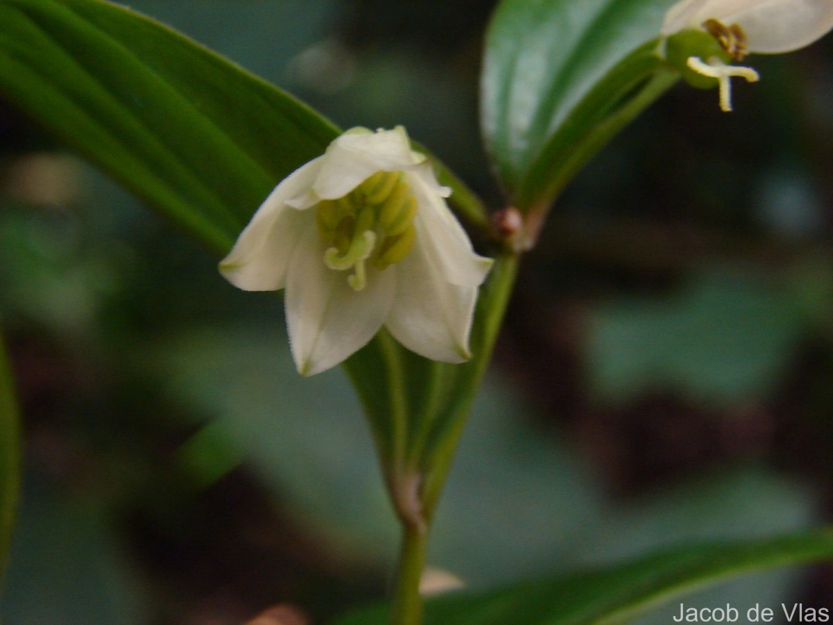 Disporum cantoniense var. cantoniense (Lour.) Merr.
